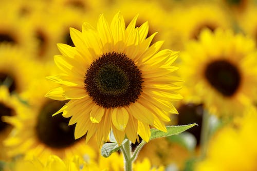 Sunflower Oil Refined Plant