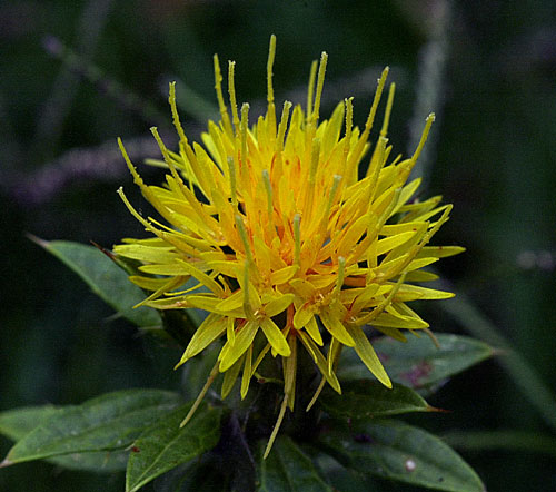Safflower Oil Plant 