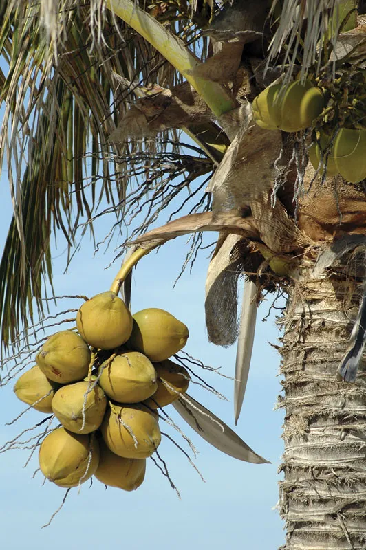 Coconut Oil Plant