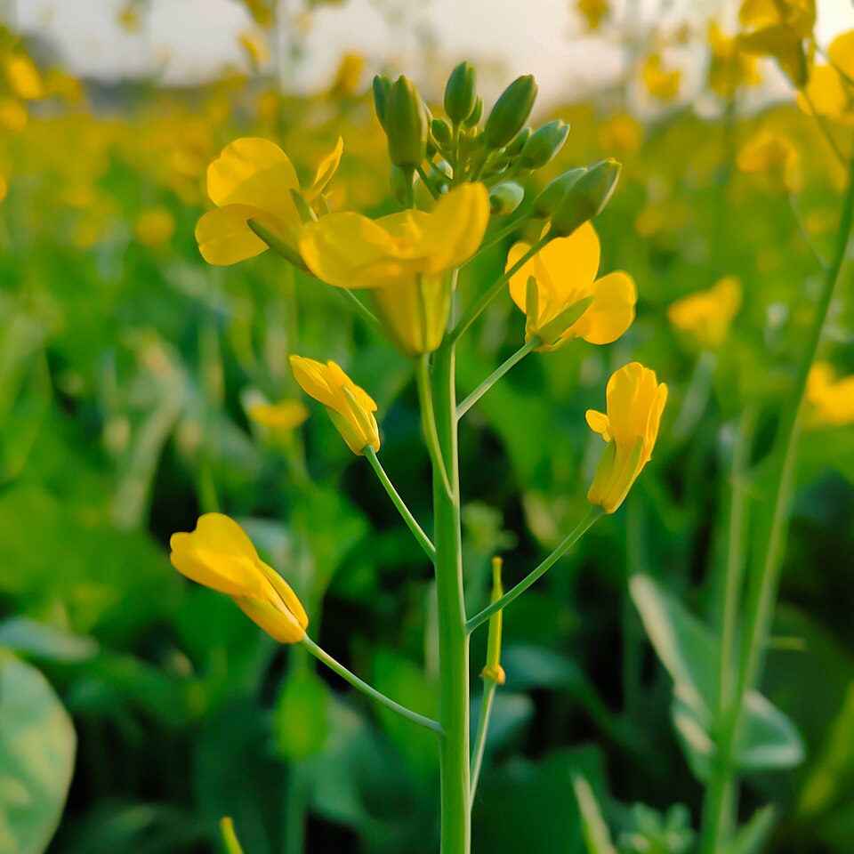 mustard oil plant 