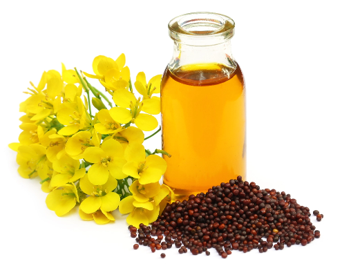 rapeseed oil plant
rapeseed oil extraction plant 