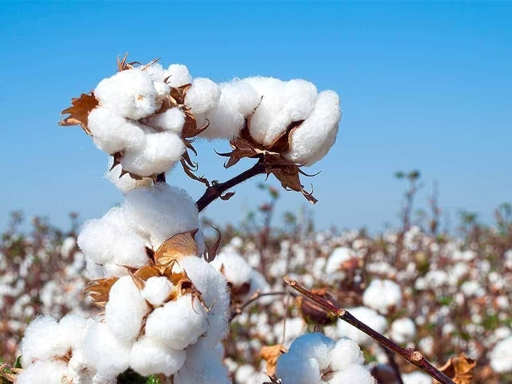 Cotton Seed Oil Plant