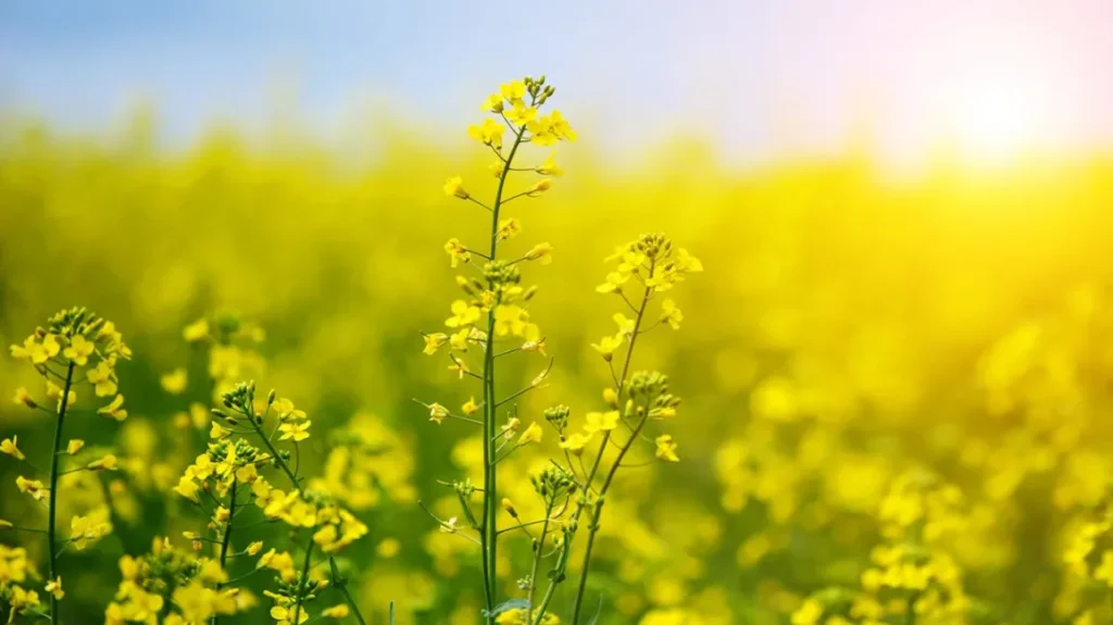 rapeseed oil extraction plant 
rapeseed oil plant